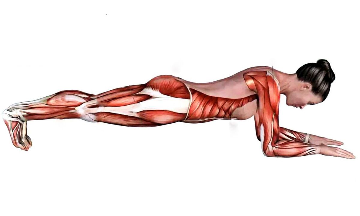 Quali muscoli lavorano quando si esegue un plank